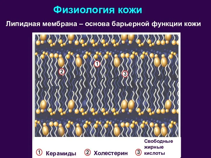Физиология кожи Липидная мембрана – основа барьерной функции кожи Керамиды Холестерин Свободные жирные кислоты