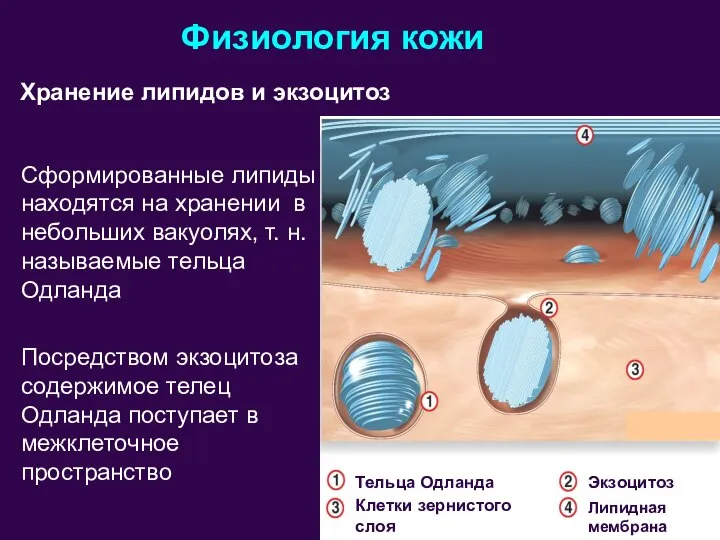 Физиология кожи Сформированные липиды находятся на хранении в небольших вакуолях, т. н.