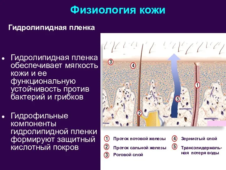 Физиология кожи Гидролипидная пленка обеспечивает мягкость кожи и ее функциональную устойчивость против