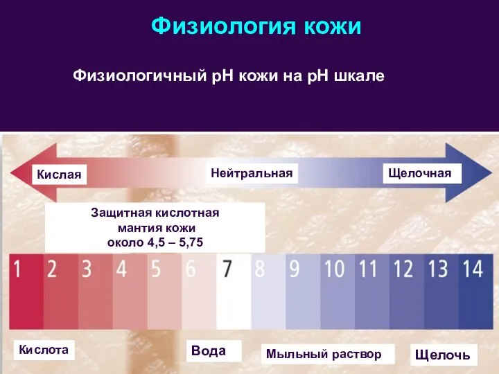 Физиология кожи Физиологичный рН кожи на рН шкале Кислая Кислота Нейтральная Щелочная