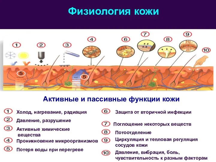 Физиология кожи Холод, нагревание, радиация Давление, разрушение Активные химические вещества Проникновение микроорганизмов