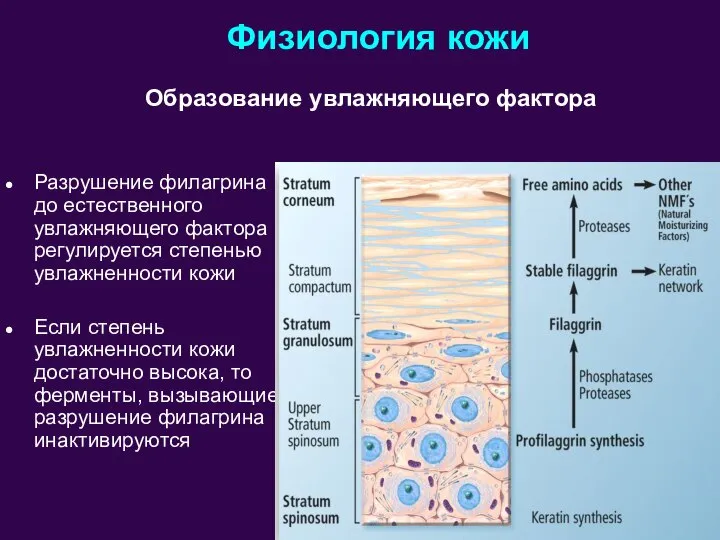 Разрушение филагрина до естественного увлажняющего фактора регулируется степенью увлажненности кожи Если степень