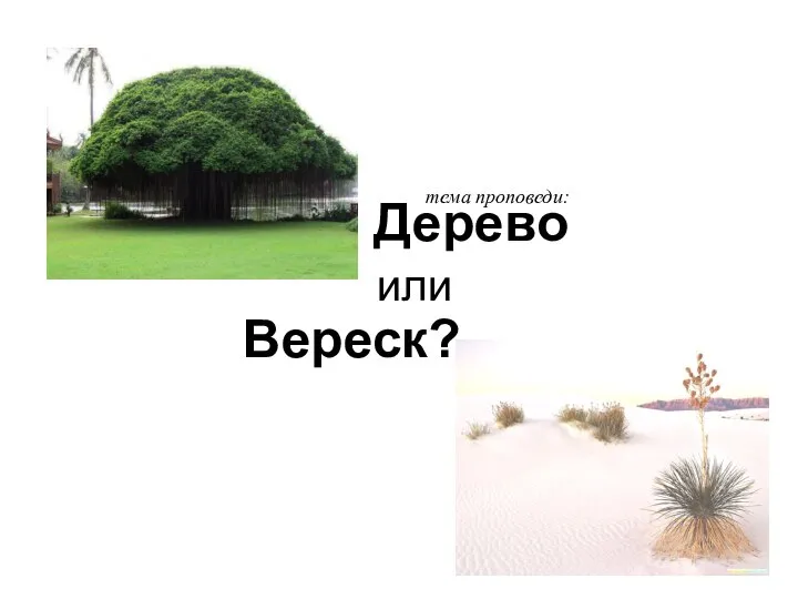 Дерево или Вереск? тема проповеди: