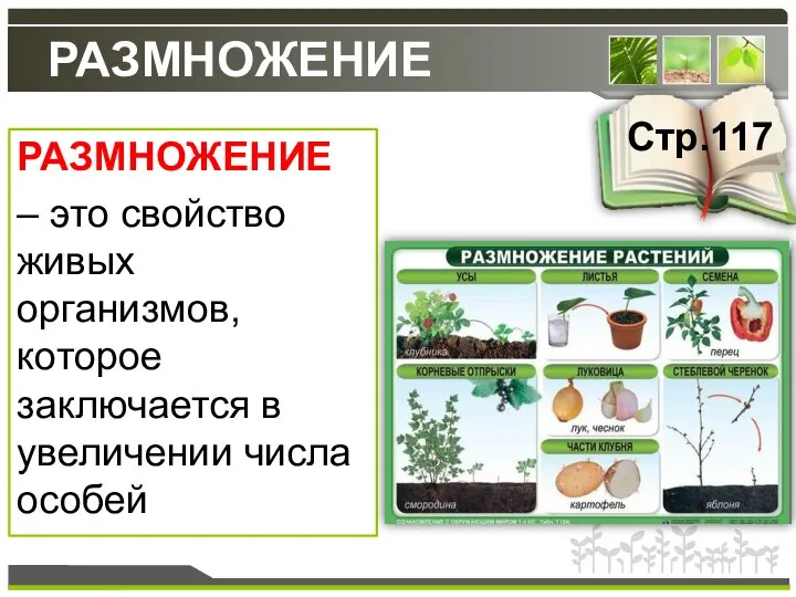 РАЗМНОЖЕНИЕ РАЗМНОЖЕНИЕ – это свойство живых организмов, которое заключается в увеличении числа особей Стр.117