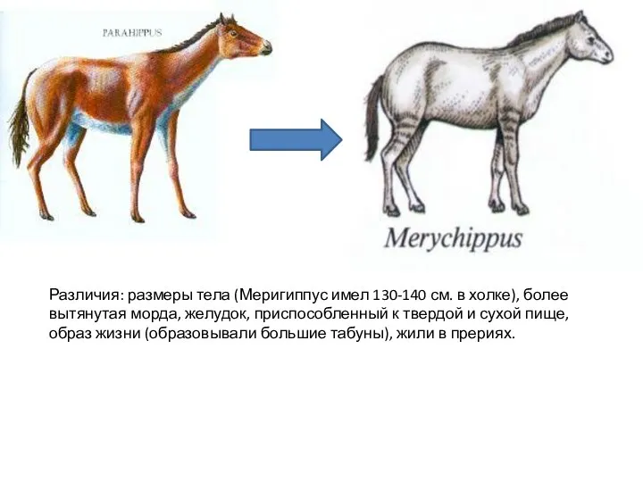 Различия: размеры тела (Меригиппус имел 130-140 см. в холке), более вытянутая морда,