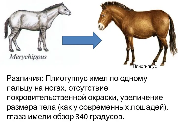 Различия: Плиогуппус имел по одному пальцу на ногах, отсутствие покровительственной окраски, увеличение