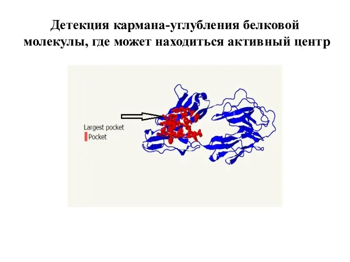 Детекция кармана-углубления белковой молекулы, где может находиться активный центр