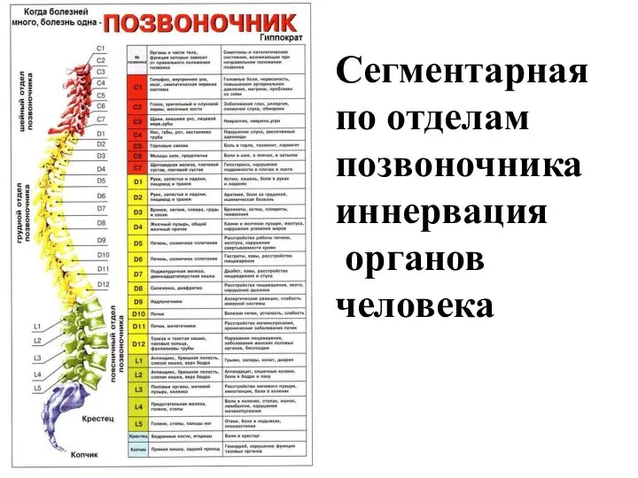 Сегментарная по отделам позвоночника иннервация органов человека