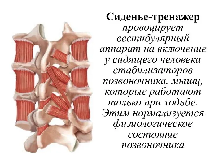 Сиденье-тренажер провоцирует вестибулярный аппарат на включение у сидящего человека стабилизаторов позвоночника, мышц,