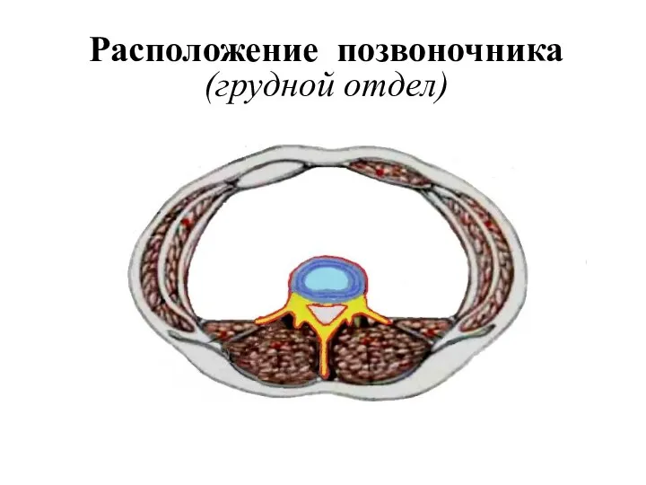 Расположение позвоночника (грудной отдел)