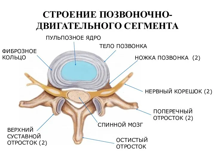 СТРОЕНИЕ ПОЗВОНОЧНО- ДВИГАТЕЛЬНОГО СЕГМЕНТА ПУЛЬПОЗНОЕ ЯДРО ФИБРОЗНОЕ КОЛЬЦО ТЕЛО ПОЗВОНКА ВЕРХНИЙ СУСТАВНОЙ