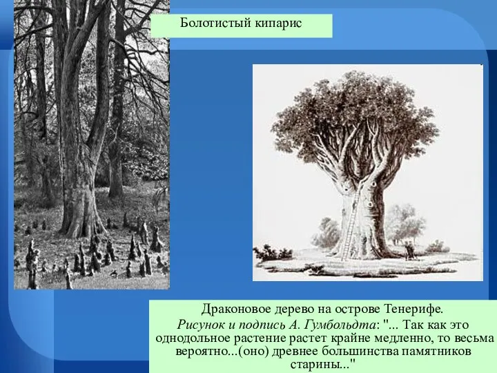 Драконовое дерево на острове Тенерифе. Рисунок и подпись А. Гумбольдта: "... Так