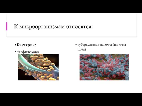К микроорганизмам относятся: Бактерии: стафилококк туберкулезная палочка (палочка Коха)