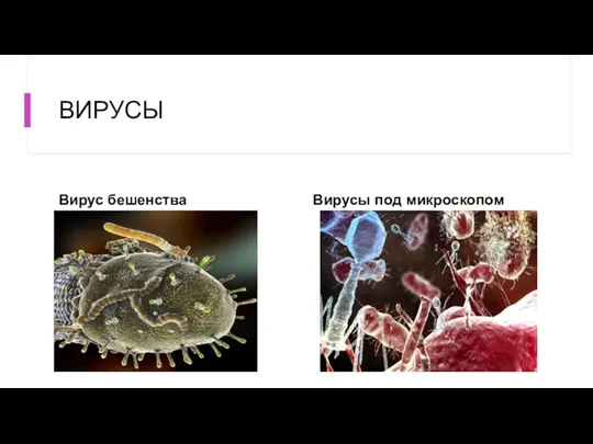 ВИРУСЫ Вирус бешенства Вирусы под микроскопом