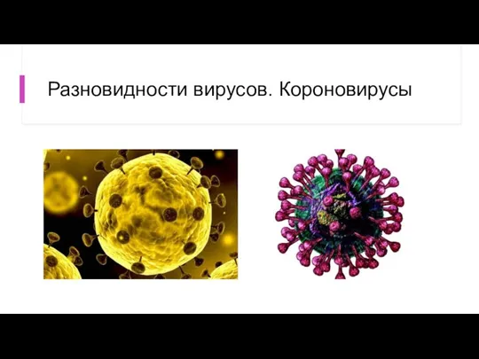 Разновидности вирусов. Короновирусы