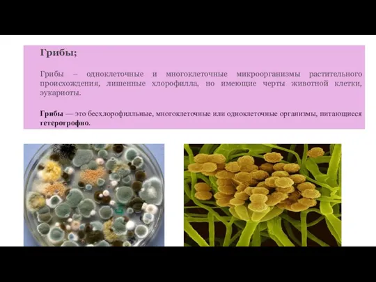 Грибы; Грибы – одноклеточные и многоклеточные микроорганизмы растительного происхождения, лишенные хлорофилла, но