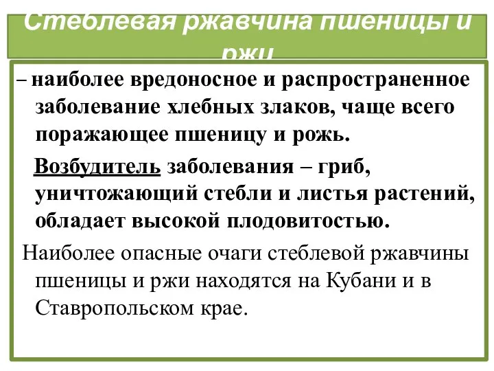 Стеблевая ржавчина пшеницы и ржи – наиболее вредоносное и распространенное заболевание хлебных