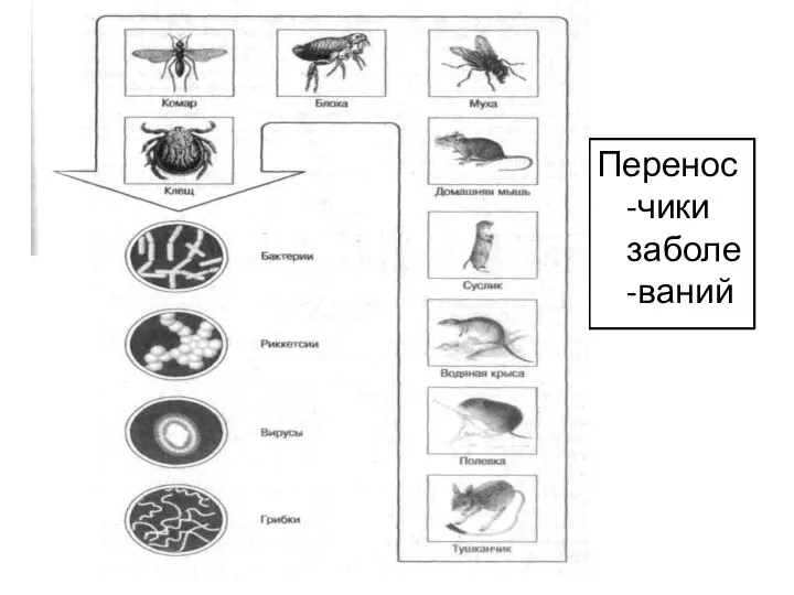 Перенос-чики заболе-ваний