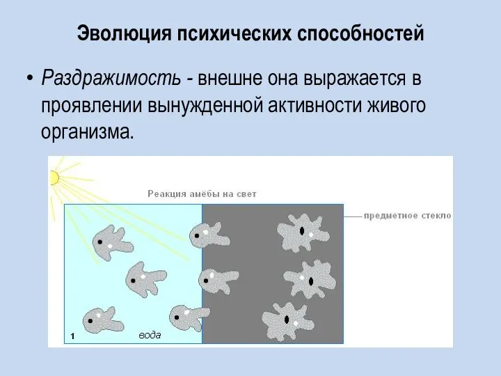 Эволюция психических способностей Раздражимость - внешне она выражается в проявлении вынужденной активности живого организма.