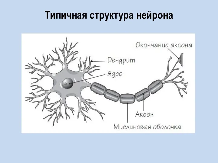 Типичная структура нейрона