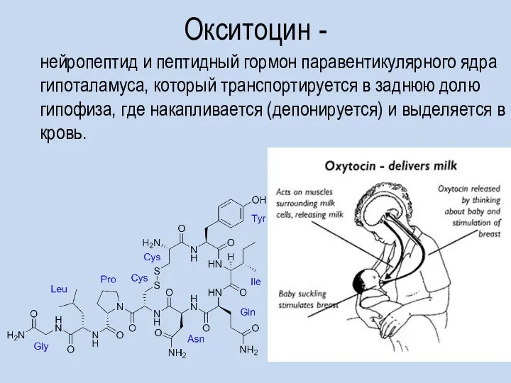 Окситоцин - нейропептид и пептидный гормон паравентикулярного ядра гипоталамуса, который транспортируется в