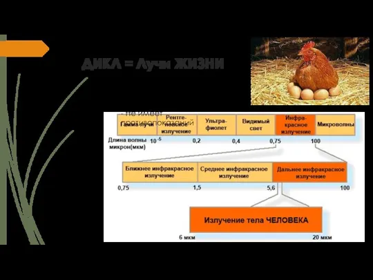 ДИКЛ = Лучи ЖИЗНИ - Биорезонансное тепло - Любое теплокровное существо - Не имеет противопоказаний