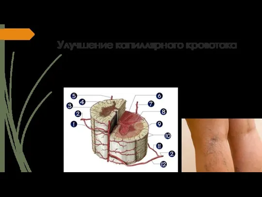 Улучшение капиллярного кровотока - Омоложение внутренних органов - Омоложение кожного покрова -