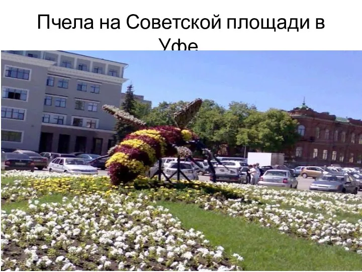 Пчела на Советской площади в Уфе.