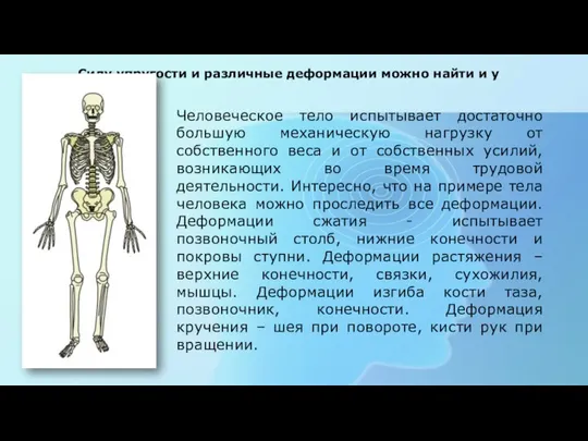 Силу упругости и различные деформации можно найти и у Человеческое тело испытывает