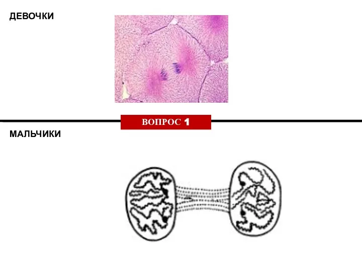 ДЕВОЧКИ МАЛЬЧИКИ ВОПРОС 1