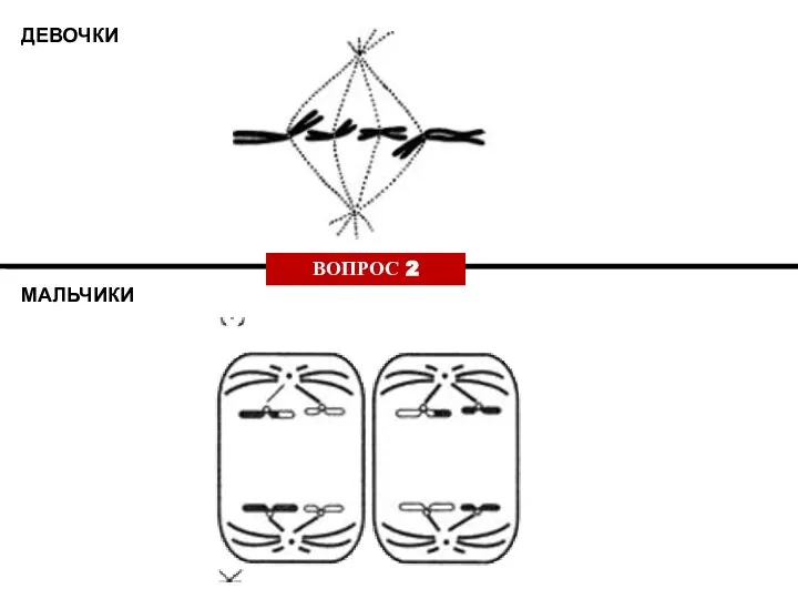 ДЕВОЧКИ МАЛЬЧИКИ ВОПРОС 2