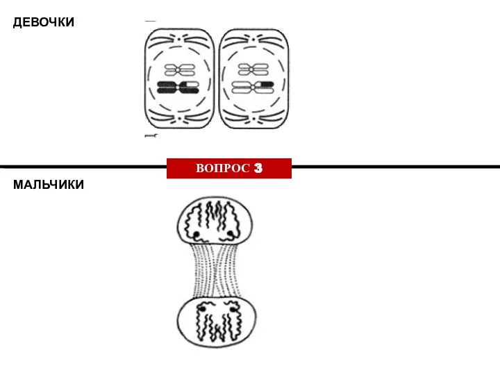 ДЕВОЧКИ МАЛЬЧИКИ ВОПРОС 3