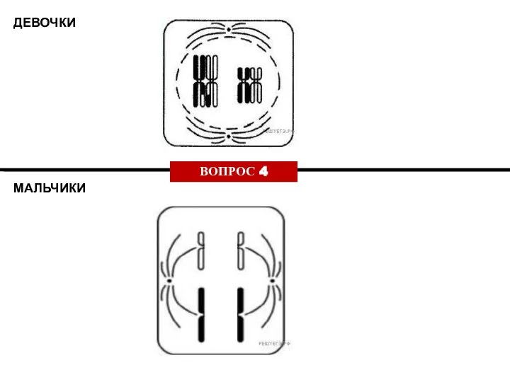 ДЕВОЧКИ МАЛЬЧИКИ ВОПРОС 4