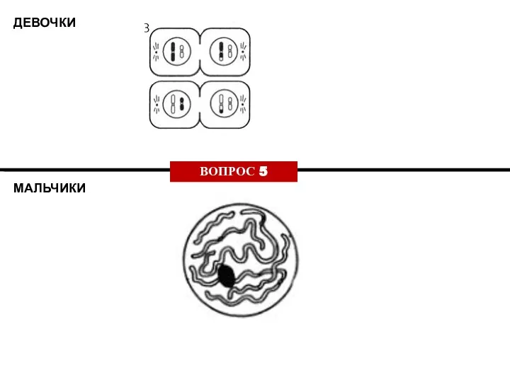 ДЕВОЧКИ МАЛЬЧИКИ ВОПРОС 5