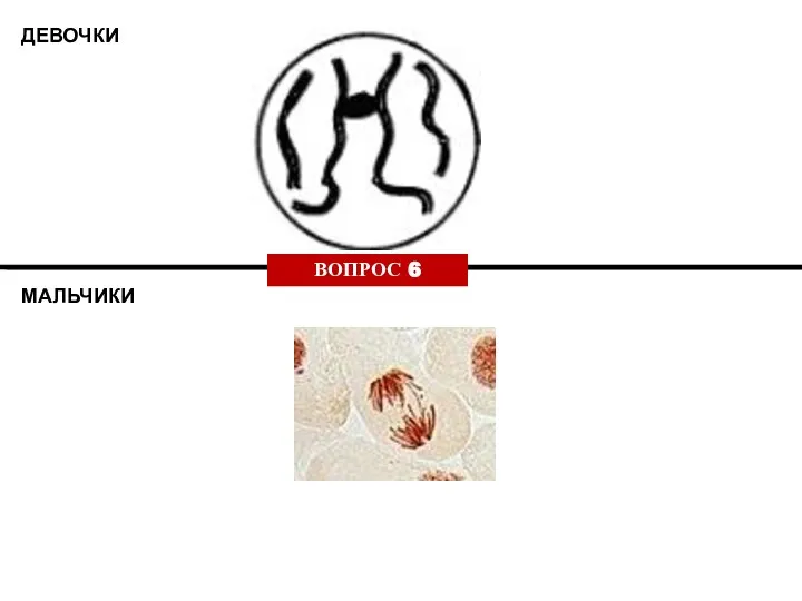 ДЕВОЧКИ МАЛЬЧИКИ ВОПРОС 6