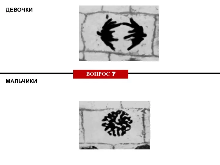 ДЕВОЧКИ МАЛЬЧИКИ ВОПРОС 7