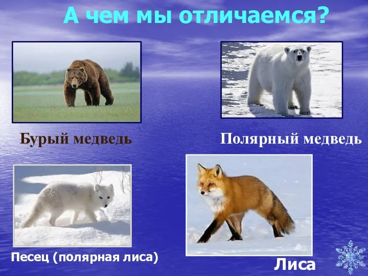 А чем мы отличаемся? Бурый медведь Полярный медведь Песец (полярная лиса) Лиса