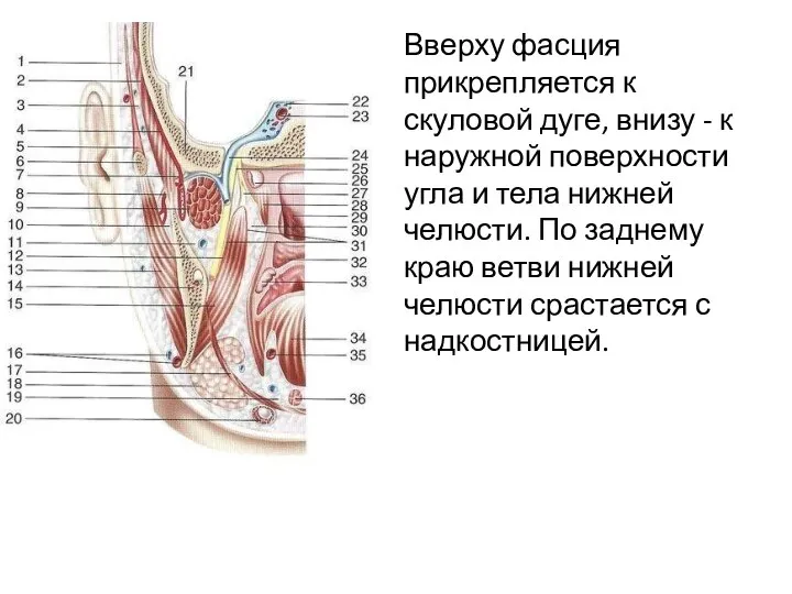 Вверху фасция прикрепляется к скуловой дуге, внизу - к наружной поверхности угла