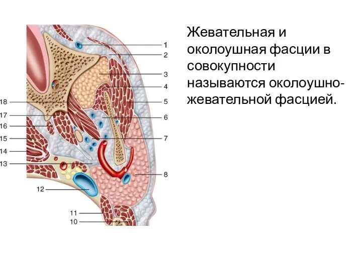 Жевательная и околоушная фасции в совокупности называются околоушно-жевательной фасцией.