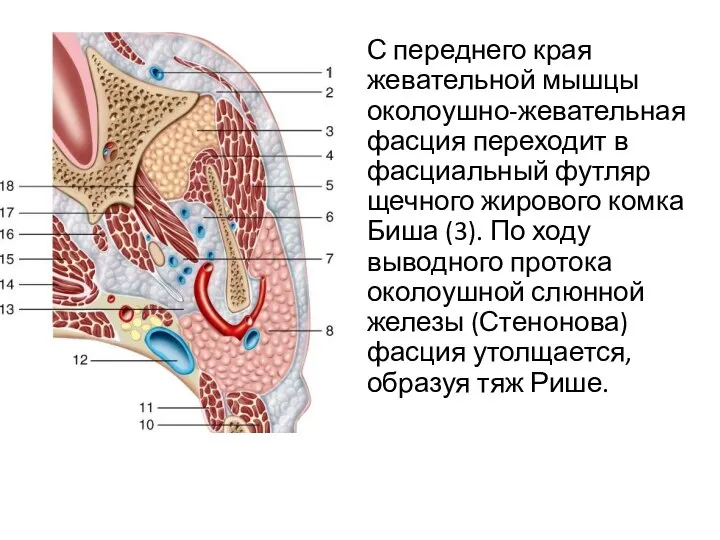 С переднего края жевательной мышцы околоушно-жевательная фасция переходит в фасциальный футляр щечного