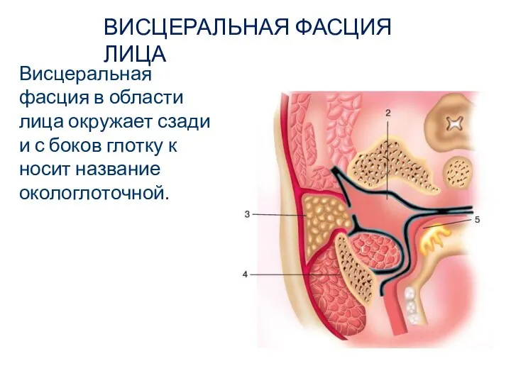 ВИСЦЕРАЛЬНАЯ ФАСЦИЯ ЛИЦА Висцеральная фасция в области лица окружает сзади и с