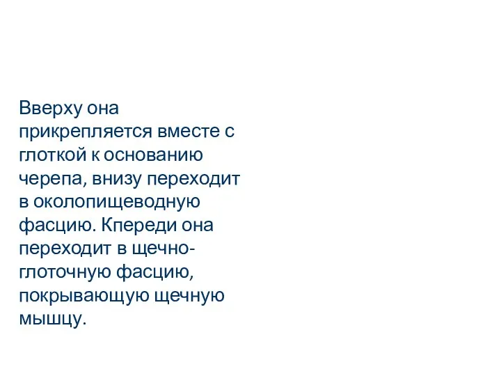 Вверху она прикрепляется вместе с глоткой к основанию черепа, внизу переходит в