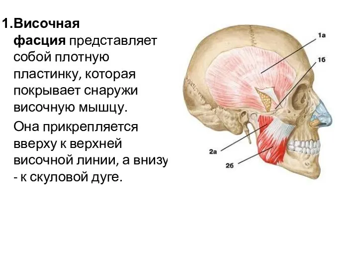 Височная фасция представляет собой плотную пластинку, которая покрывает снаружи височную мышцу. Она