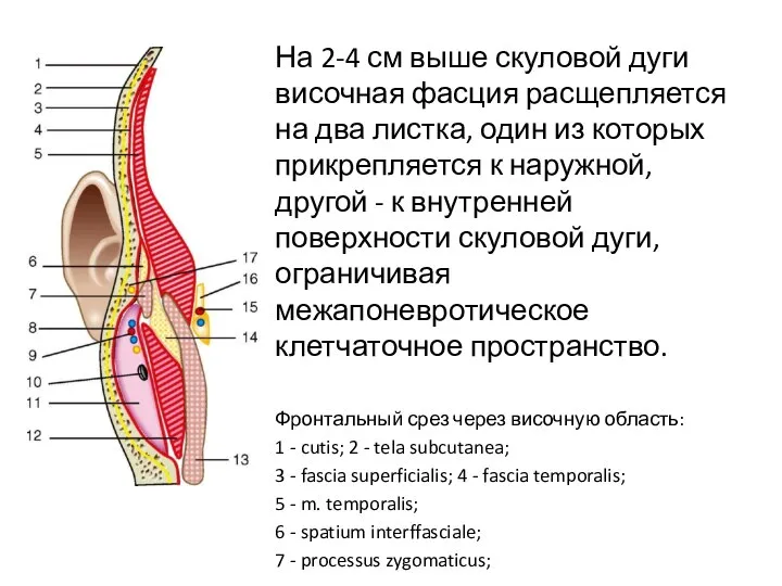 На 2-4 см выше скуловой дуги височная фасция расщепляется на два листка,