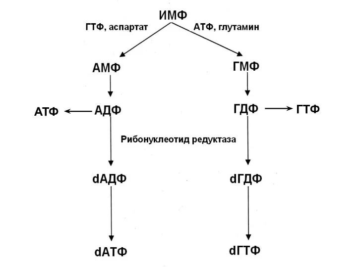 АТФ ГТФ