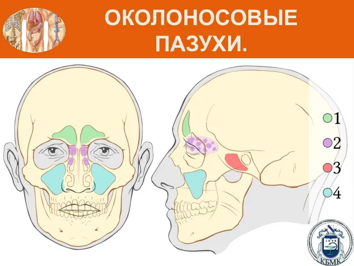 ОКОЛОНОСОВЫЕ ПАЗУХИ.