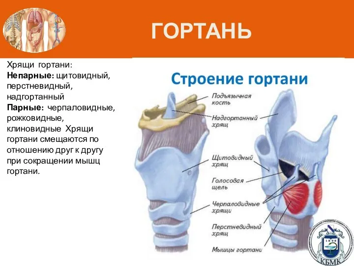 ГОРТАНЬ Хрящи гортани: Непарные: щитовидный, перстневидный, надгортанный Парные: черпаловидные, рожковидные, клиновидные Хрящи