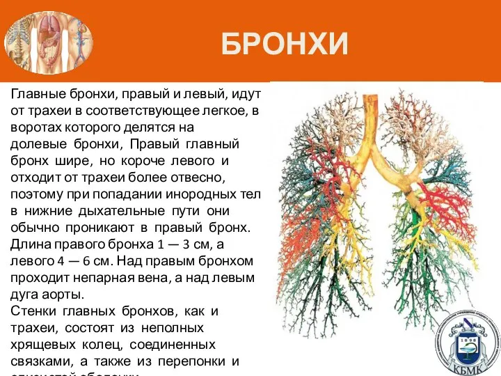 БРОНХИ Главные бронхи, правый и левый, идут от трахеи в соответствующее легкое,