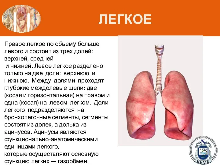 ЛЕГКОЕ Правое легкое по объему больше левого и состоит из трех долей: