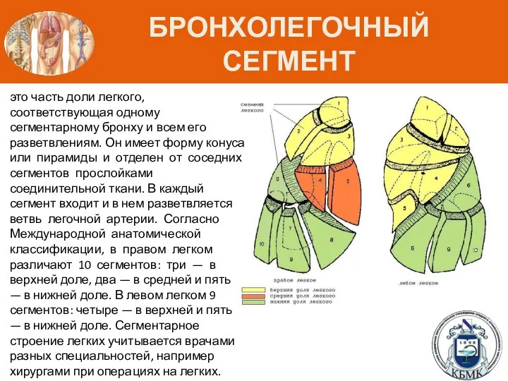 БРОНХОЛЕГОЧНЫЙ СЕГМЕНТ это часть доли легкого, соответствующая одному сегментарному бронху и всем